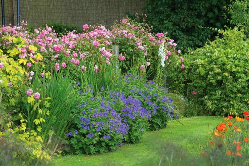 Герань садовая многолетняя: 11 зимостойких сортов с фото и названиями